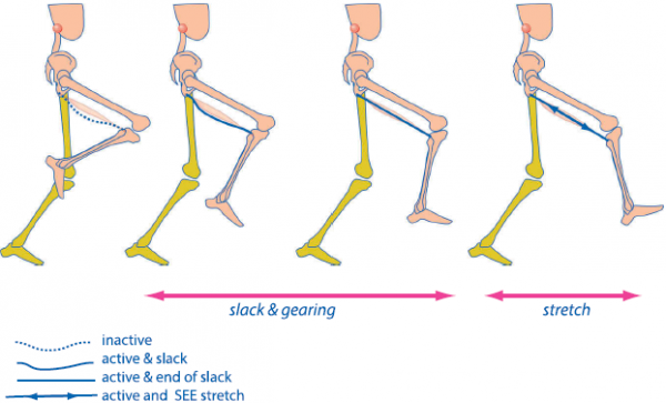 Hamstrings And Running No eccentric hamstring action during running? – Trust me, I'm a ...
